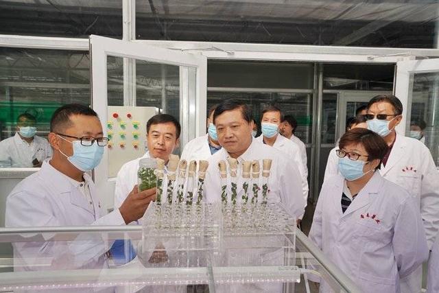 省科技廳廳長唐波赴希森馬鈴薯集團內(nèi)蒙古基地調(diào)研 強調(diào)農(nóng)業(yè)科研創(chuàng)新與試驗發(fā)展